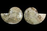 Bargain, Daisy Flower Ammonite (Choffaticeras) - Madagascar #157526-1